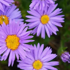 Aster des Alpes Dunkle Schöne - Rocaille fleurie sans effort