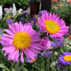 Aster des Alpes Happy End - Un tapis fleuri sans effort