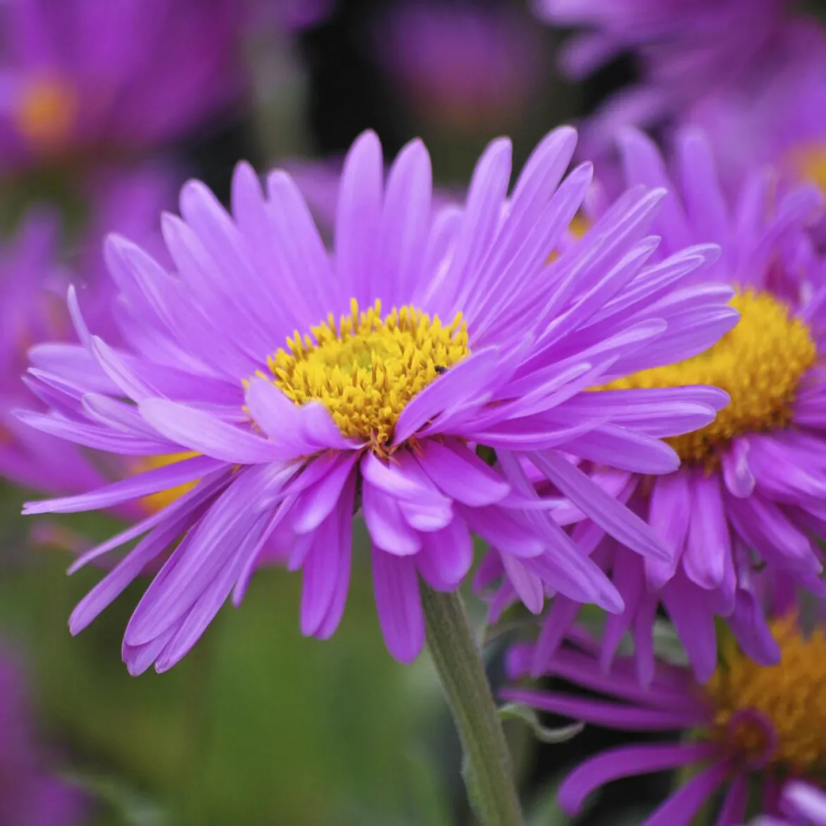Aster des Alpes Happy End - Un tapis fleuri sans effort