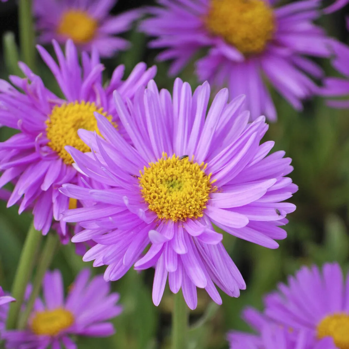 Aster des Alpes Happy End - Un tapis fleuri sans effort
