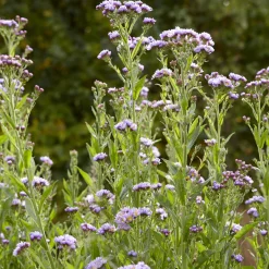 Aster de Tartarie Jindai - Un mur de fleurs en automne