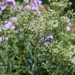 Aster en ombelles Weisser Schirm - Nuage blanc dès l'automne