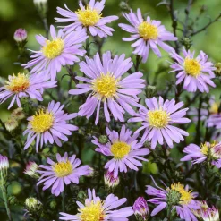 Aster géant d'automne Calliope - Un mur de fleurs en automne