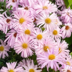 Aster grand d'automne Fellowship - Le jardin fleuri jusqu'en novembre
