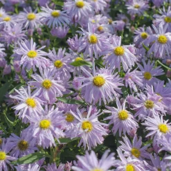 Aster grand d'automne Fellowship - Le jardin fleuri jusqu'en novembre