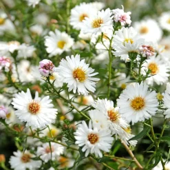 Aster grand d'automne White Lady - Un nuage blanc en automne