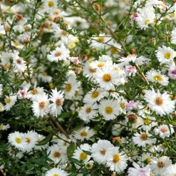 Aster grand d'automne White Lady - Un nuage blanc en automne