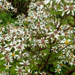 Aster à grandes feuilles Albus - Le tapis blanc de l'automne