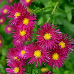 Aster grands d'automne Crimson Brocade - L'automne en fleurs sans effort