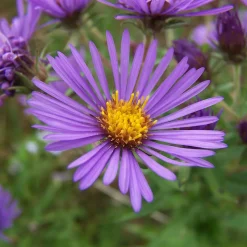 Aster nain d'automne Augenweide - Le jardin fleuri en automne