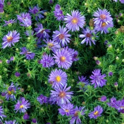 Aster nain d'automne Augenweide - Le jardin fleuri en automne