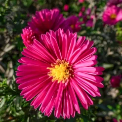Aster nain d'automne Jenny - Un tapis fuchsia en automne