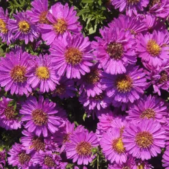 Aster nain d'automne Starlight - Le balcon fleuri jusqu'aux gelées