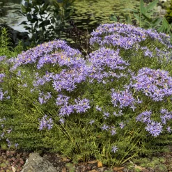 Aster nain à feuilles de sedum - Un tapis violet tout l'automne