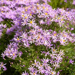 Aster nain à feuilles de sedum - Un tapis violet tout l'automne