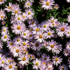 Aster nain Silberblaukissen - Un tapis bleu tout l'automne