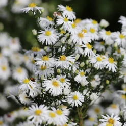 Aster nain Snowsprite - Un tapis blanc en automne