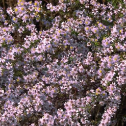 Aster Pink Star - Nuage rose tout l'automne