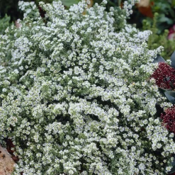 Aster éricoïde Snowflurry - Un tapis blanc en automne