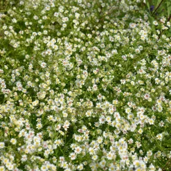 Aster éricoïde Snowflurry - Un tapis blanc en automne