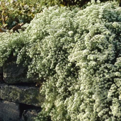 Aster éricoïde Snowflurry - Un tapis blanc en automne