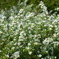 Aster éricoïde Snowflurry - Un tapis blanc en automne