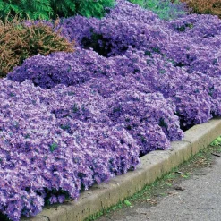 3 Asters Wood's light blue - Fleurs bleues jusqu'aux gelées