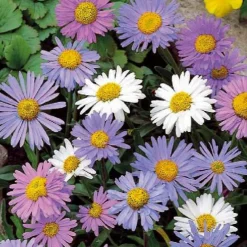 Aster vivace des Alpes en mélange - Tapis de fleurs dès juin
