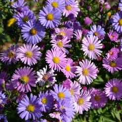 Aster vivace des Alpes en mélange - Tapis de fleurs dès juin