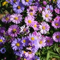 Aster vivace des Alpes en mélange - Tapis de fleurs dès juin