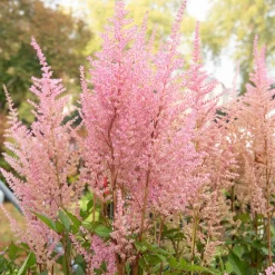 Astilbe arendsii Erika - Le rose qui éclaire l'ombre
