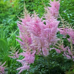 Astilbe d'Arends Anita Pfeifer - L'ombre enfin fleurie