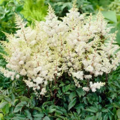Astilbe d'Arends Ellie - L'ombre enfin fleurie