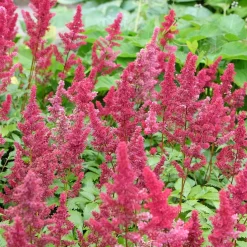 Astilbe d'Arends Fanal - Du rouge vif à l'ombre