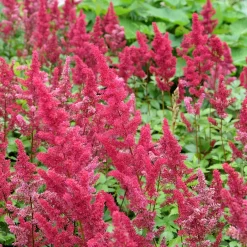 Astilbe d'Arends Fanal - Du rouge vif à l'ombre
