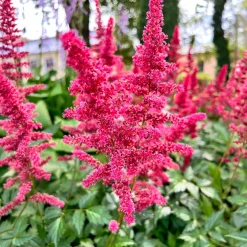 Astilbe d'Arends Fanal - Du rouge vif à l'ombre