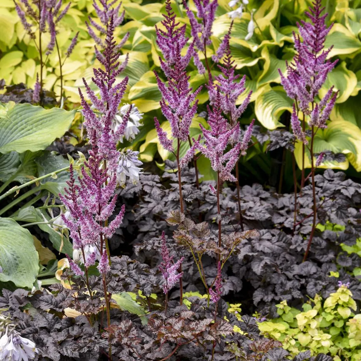 Astilbe Darkside Of The Moon® - Le feuillage noir qui illumine