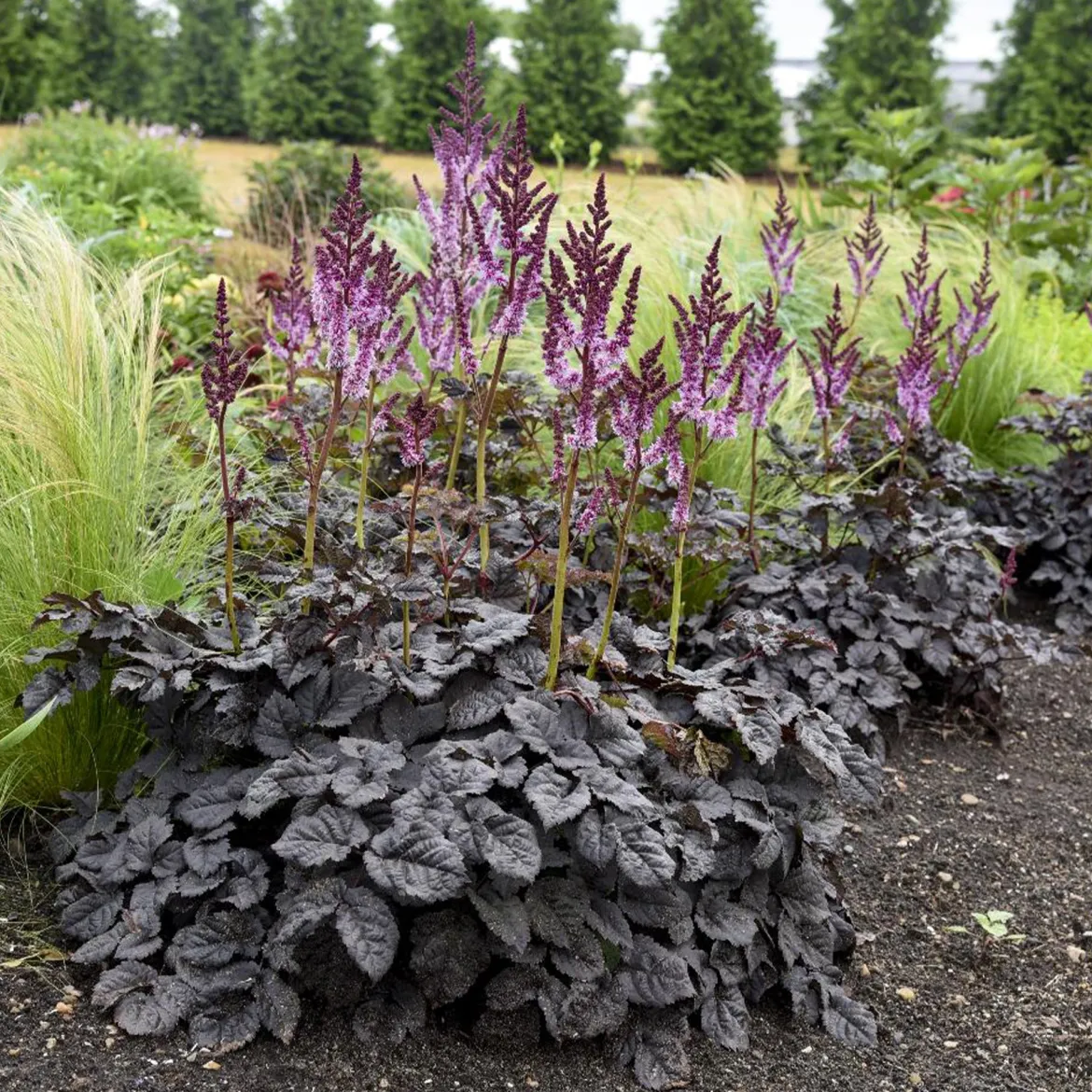 Astilbe Darkside Of The Moon® - Le feuillage noir qui illumine