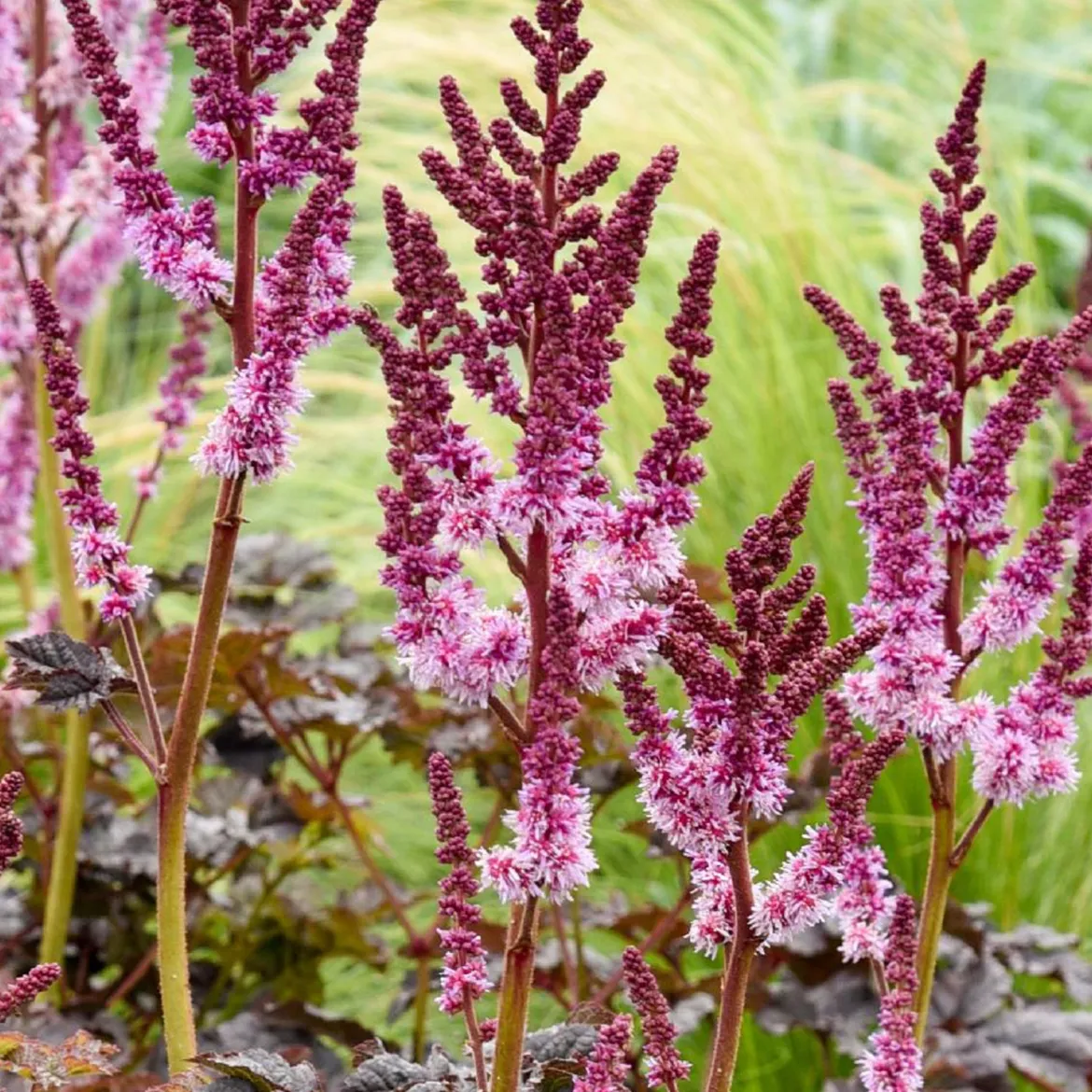 Astilbe Darkside Of The Moon® - Le feuillage noir qui illumine