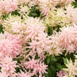 Astilbe du Japon Europa - Rose lumineux à l'ombre