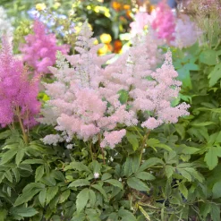 Astilbe du Japon Europa - Rose lumineux à l'ombre