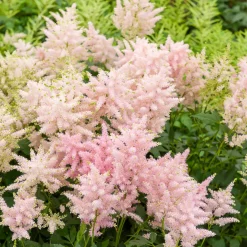 Astilbe du Japon Europa - Rose lumineux à l'ombre