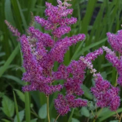 Astilbe du Japon - L'ombre enfin fleurie