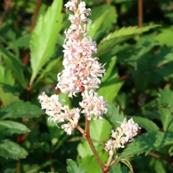 Astilbe japonica Peach Blossom - L'ombre enfin fleurie