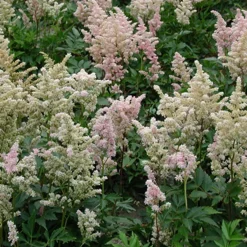 Astilbe japonica Peach Blossom - L'ombre enfin fleurie