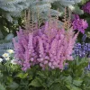 Astilbe Little Visions in Purple® - L'ombre en fête violette