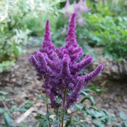 Astilbe Little Visions in Purple® - L'ombre en fête violette
