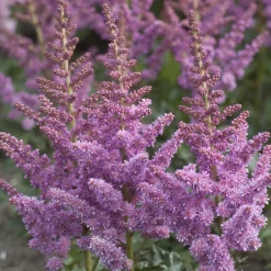 Astilbe Little Visions in Purple® - L'ombre en fête violette