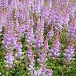 Astilbe 'Pumila' - Un tapis fleuri à l'ombre