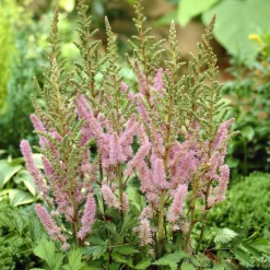Astilbe 'Pumila' - Un tapis fleuri à l'ombre